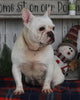 AKC Registered French Bulldog For Sale Millersburg OH Female-Jolly