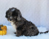 Mini Sheepadoodle For Sale Millersburg OH Female-Gloria