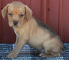 Beabull For Sale Wooster OH Male-Maverick