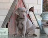 AKC Registered Silver Labrador Retriever For Sale Sugarcreek, OH Female- Bella