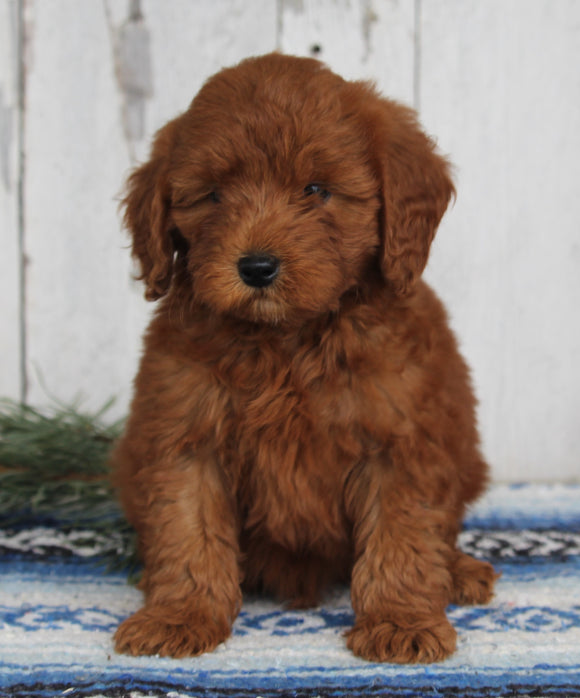 AKC Registered Mini Poodle For Sale Millersburg OH Male-Dustin