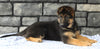 AKC Registered German Shepherd For Sale Millersburg OH Female-Makenzie