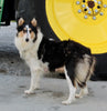 AKC Registered Collie Lassie For Sale Fredericksburg OH Female-Brooke