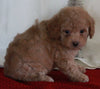 Bichpoo For Sale Fredericksburg OH Female-Tammie