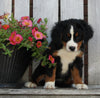 AKC Registered Bernese Mountain Dog For Sale Sugarcreek OH Female-Willow