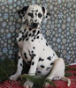 Dalmation For Sale Millersburg OH Female-Mildred