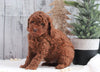 AKC Registered Moyen Poodle For Sale Dundee, OH Male- Hayden