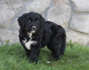 Golden Mountain Doodle For Sale Millersburg OH Female-Blaire