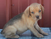 Beabull For Sale Wooster OH Male-Maverick