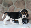 Beagle Mix For Sale Wooster OH Male-Chief