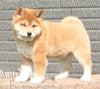 AKC Registered Shiba Inu For Sale Millersburg OH Male-Alex