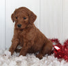Goldendoodle For Sale Fredericksburg OH Female-Cutie