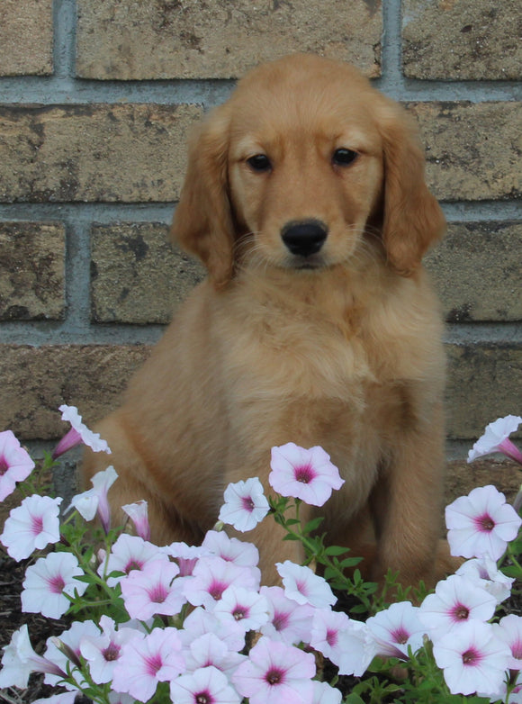 AKC Registered Golden Retriever For Sale Millersburg OH Female-Daisy