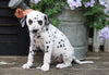 AKC Registered Dalmatian For Sale Millersburg, OH Female- Roxy