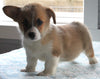 Pembroke Welch Corgi For Sale Millersburg OH Male-Waylon