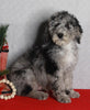 Mini Sheepadoodle For Sale Millersburg OH Male-George