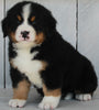 AKC Registered Bernese Mountain Dog For Sale Millersburg OH -Male Benny