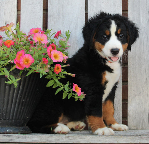 AKC Registered Bernese Mountain Dog For Sugarcreek OH Female -Ivy