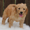 Mini Goldendoodle For Sale Millersburg OH Male-Rascal
