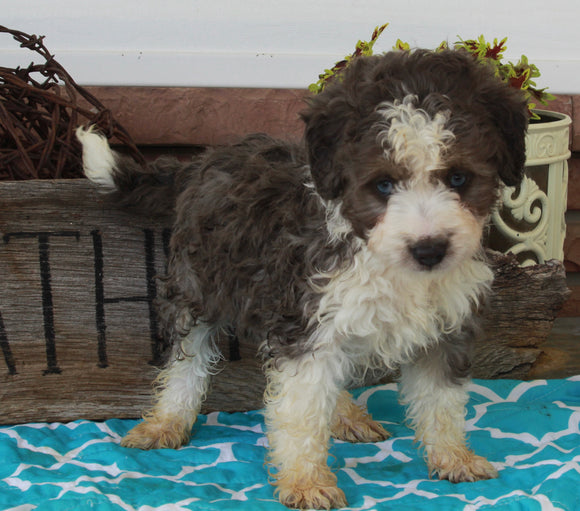 Mini Aussiedoodle For Sale Millersburg OH Male-Rocket