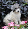 AKC Registered Standerd Poodle For Sale Millersburg OH Male-Diesel