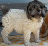 AKC Registered Standard Poodle For Sale Millersburg OH -Female Missy