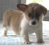 Pembroke Welch Corgi For Sale Millersburg OH Male-Waylon