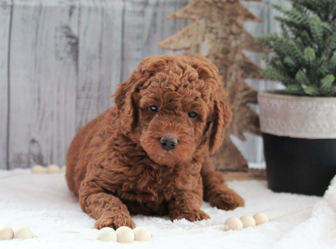 AKC Registered Moyen Poodle For Sale Dundee, OH Male- Harden