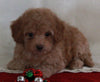 Bichpoo For Sale Fredericksburg OH Female-Tammie