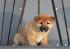 AKC Registered Shiba Inu For Sale Millersburg, OH Male- Rudolph