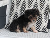 Mini Aussiedoodle For Sale Fresno OH Female-Triva