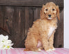 Medium F1BB Goldendoodle For Sale Millersburg, OH Female- Addie