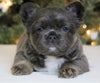 AKC Registered 'Fluffy' French Bulldog For Sale Fredericksburg OH Female-Bailey