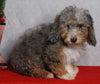 Mini Sheepadoodle For Sale Millersburg OH Female-Gladys