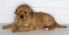 AKC Registered Golden Retriever For Sale Millersburg OH Female-Callie