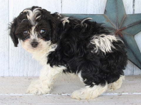 Cockapoo For Sale Millersburg OH Male-Chase