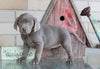 AKC Registered Silver Labrador Retriever For Sale Sugarcreek, OH Female- Luna