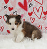 ACA Registered Shetland Sheepdog For Sale Baltic OH Female-Annie