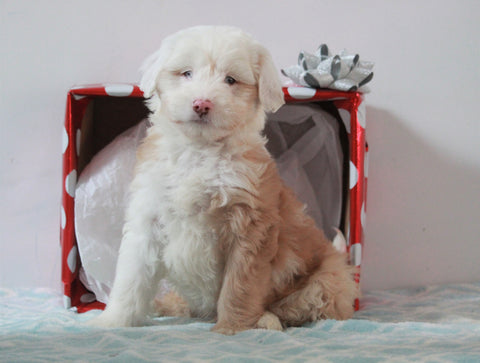 Aussiedoodle For Sale Holmesville, OH Male- Snowball