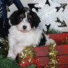 Cavapoo For Sale Millersburg OH Female-Katie CURRENTLY HOUSETRAINING