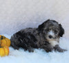 Mini Sheepadoodle For Sale Millersburg OH Female-Gina