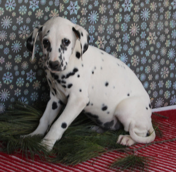 Dalmation For Sale Millersburg OH Female-Maxine