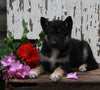 German Shepherd Husky For Sale Millersburg OH Male-Bruno