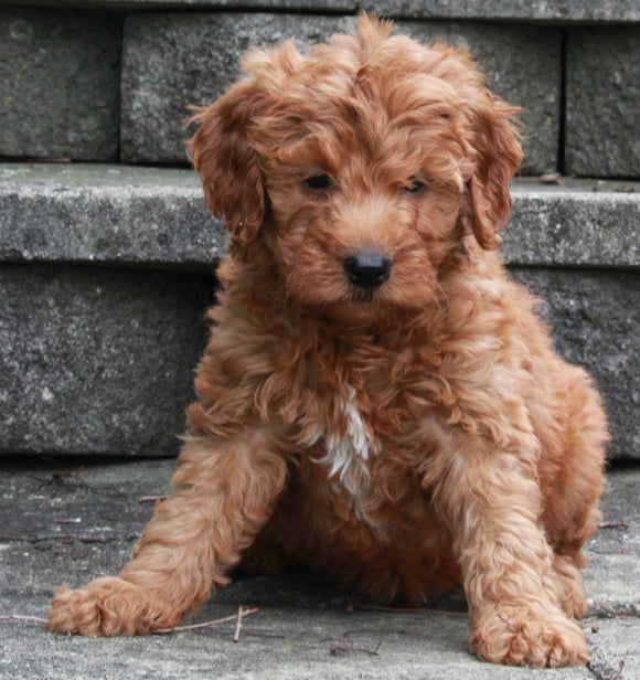 F1B Mini Goldendoodle For Sale Sugarcreek OH -Male Kenny