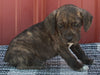 Beabull For Sale Wooter OH Male- Marlo