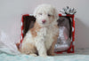 Aussiedoodle For Sale Holmesville, OH Male- Snowball