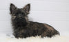 AKC Registered Cairn Terrier For Sale Millersburg, OH Male- Cody