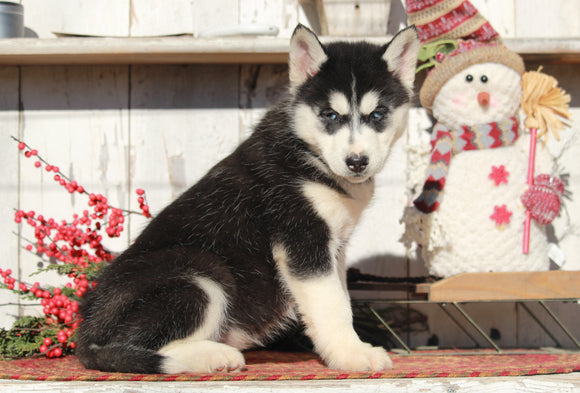 AKC Registered Siberian Husky For Sale Millersburg, OH Female- Sarah