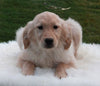 AKC Registered Golden Retriever For Sale Fredericksburg OH Female-Brittany