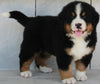 AKC Registered Bernese Mountain Dog For Sale Millersburg OH -Male Benny